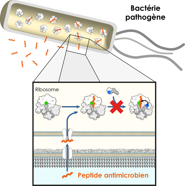 peptides_antimicrobiens_francais_tailleweb